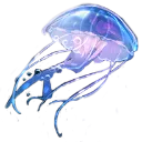 Jellyfish Jellyfish