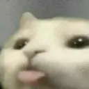 sillycat sillycat