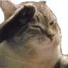 cat_salute