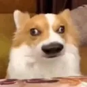 dumbdog