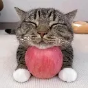 thecat