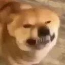 disgust