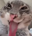 gatofreakico
