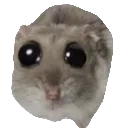 hamster_nyaw