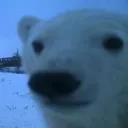 bear_stare