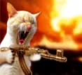 Cat_with_gun