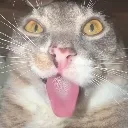 FreakCat