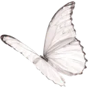 8270whitecoquettebutterfly