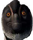 stare