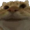 Cattonod
