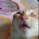 vwrvlfwvlfwb