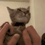 :Petting:
