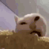 :VeryPog: