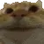 catstare