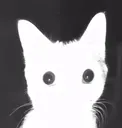 catflash