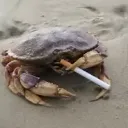 smoke