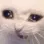 HD_Cat_Crying