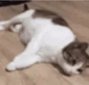 undeadcat
