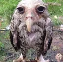 wetowl