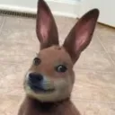 chemsconejo