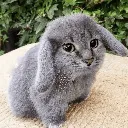 Cabbit