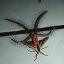 A strange moth with long, tentacle-like appendages resting on a surface.