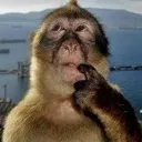 monkey_hmm