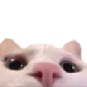 1353088052393672724