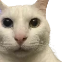 catweird3d catweird3d