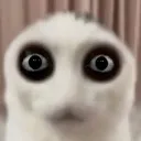 stare_cau
