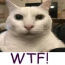 gatowtf