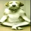 relaxdog