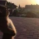 monkeysad