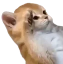 CatSalute1