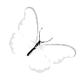 ButterflySZ