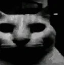 CatDespair