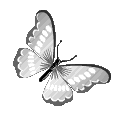 ButterflySZ