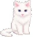 kitty