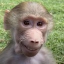 A monkey with a wide, human-like grin looking directly at the camera.