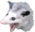 opossum_kek
