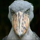 BirdGlare