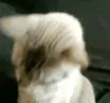 cat_im_ready