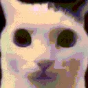 gato