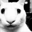 DespairCat_Wut
