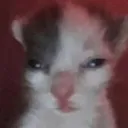 hognar