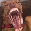 RAAAAH