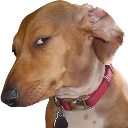 :susdawg: