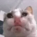 SadCat