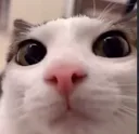 Luna_stare Luna_stare