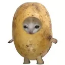 potato potato